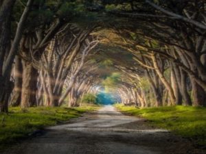 Parco di Migliarino San Rossore Massaciuccoli  2018